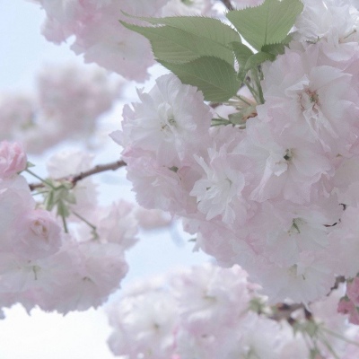 兽设线稿临摹素材福瑞交流群